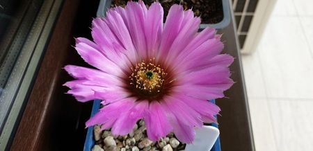 Echinocereus reichenbachii albispinus