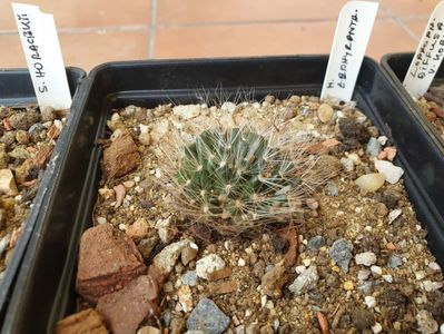 Mammillaria zephyranthoides