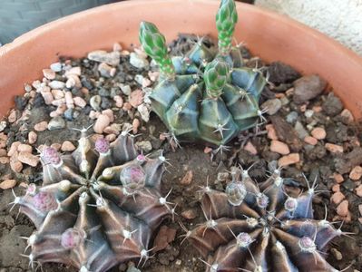 Gymnocalycium mihanovichii