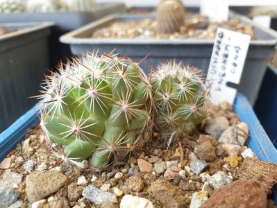 Escobaria vivipara var. Neomexicana