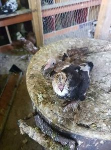 received_323055921922517