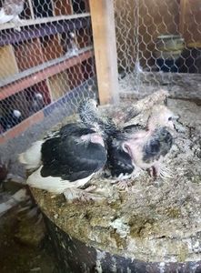 received_2299569297028699