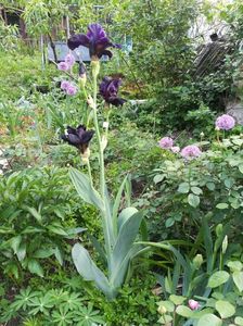 ; In jurul lui mai sunt un bujor alb dublu, lupin mov bicolor, rose campion
