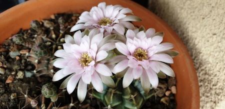 Gymnocalycium mihanovichii