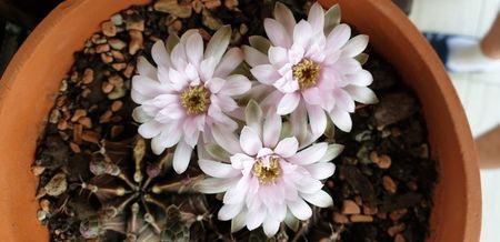 Gymnocalycium mihanovichii