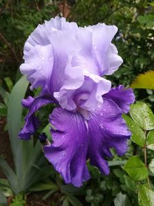 Nordic Seas (D. Mohr 1982); Un iris neglecta, cu un frumos degradee pe petalele superioare. Infloreste devreme mediu

