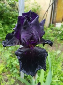 Dark Passion (Schreiner 1998); Unul dintre irisii mei preferati. E foarte parfumat.
