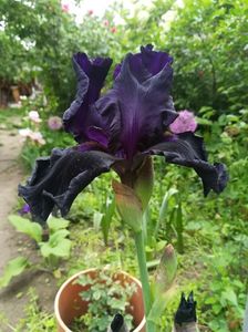 Prima floare; Are nuanta mult mai inchisa decat Old Black Magic
