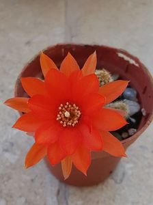 Chamaecereus silvestrii 3