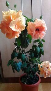 Classic apricot