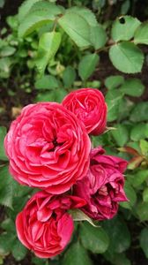 Crimson flower circus