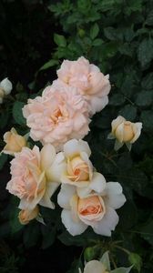 Garden of roses