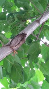Ce are paulownia mea?