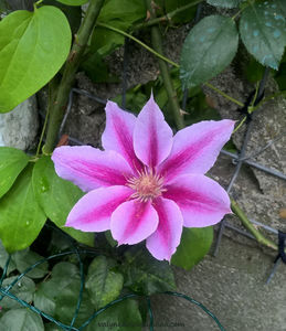 valynedelcu@yahoo.com Clematis 0024; Clematis Doctor Ruppel ... primul an
