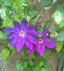 valynedelcu@yahoo.com Clematis 0028; Clematis Wildfire ... primul an
