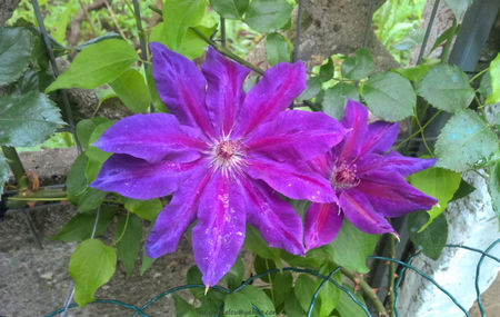 valynedelcu@yahoo.com Clematis 0030; Clematis Wildfire ... primul an
