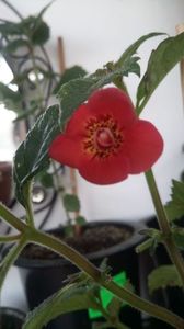 IMG-20190621-WA0006