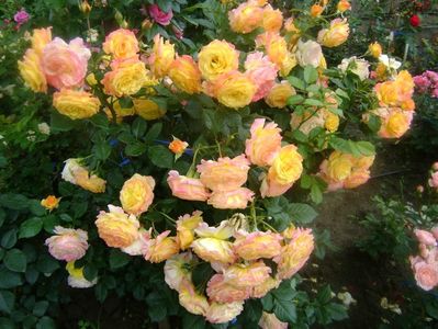 Gartenspass