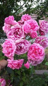 received_684423785326363