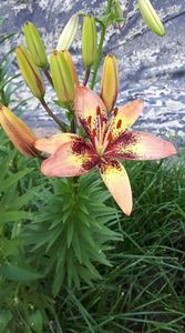 received_426448837936574