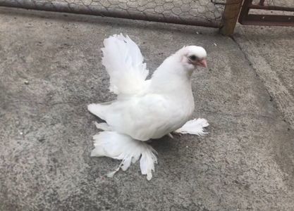 Mascul