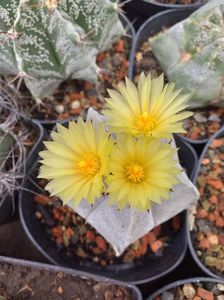 IMG-20190624-WA0011; Astrophytum  myriostigma
