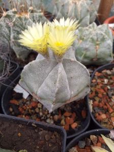 IMG-20190624-WA0009; Astrophytum myriostigma
