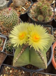 IMG-20190624-WA0010; Astrophytum myriostigma nudum
