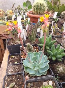 IMG-20190624-WA0016; Echeveria sp.
