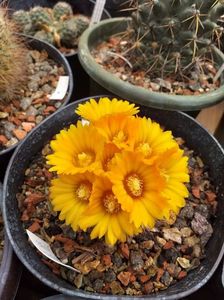 IMG-20190624-WA0013; Parodia sp.
