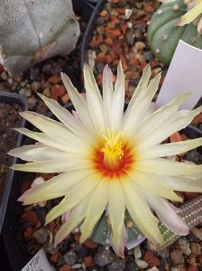 IMG-20190624-WA0007; Astrophytum asterias
