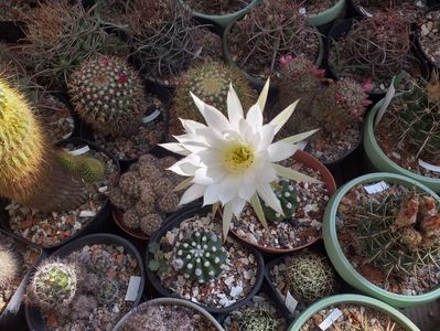 IMG-20190624-WA0008; Echinopsis subdenudata
