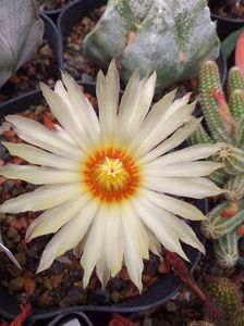 IMG-20190624-WA0005; Astrophytum asterias
