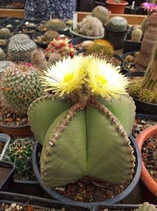 IMG-20190624-WA0006; Astrophytum myriostigma  nudum
