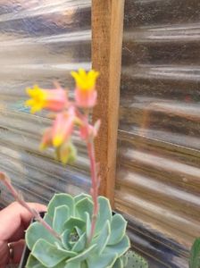 IMG-20190624-WA0018; Echeveria sp.
