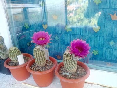 IMG-20190624-WA0020; Echinocereus pectinatus
