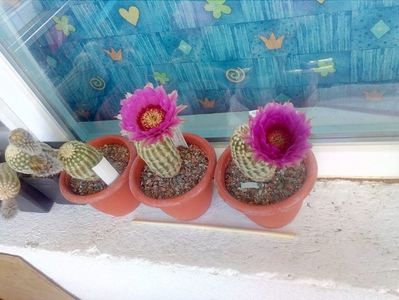 IMG-20190624-WA0021; Echinocereus pectinatus
