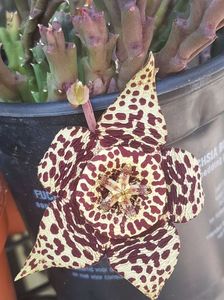 Stapelia variegata