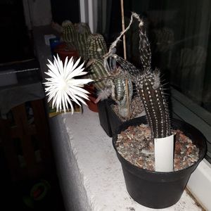 ; Setiechinopsis mirabilis
