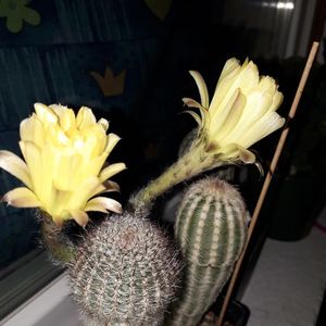 ; Lobivia aurea
