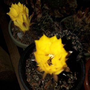 ; Pseudolobivia sp
