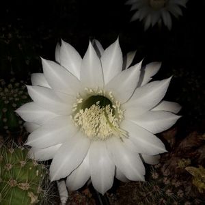 ; Echinopsis eyriesii
