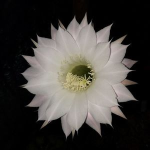 ; Echinopsis
