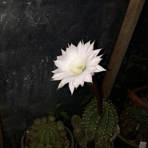 ; Echinopsis eyriesii
