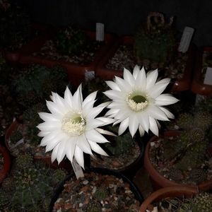 ; Echinopsis eyriesii
