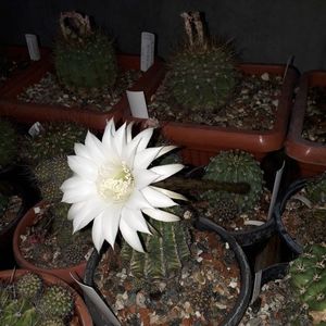 ; Echinopsis eyriesii
