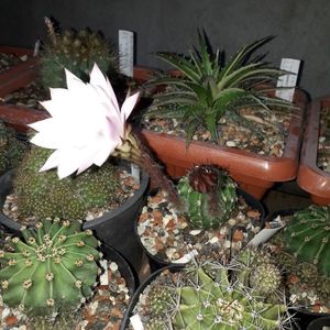 ; Echinopsis eyriesii
