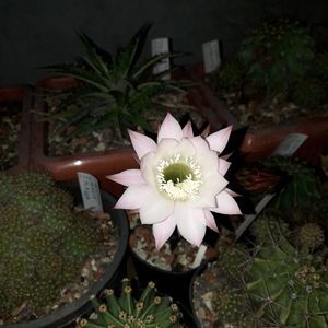 ; Echinopsis eyriesii
