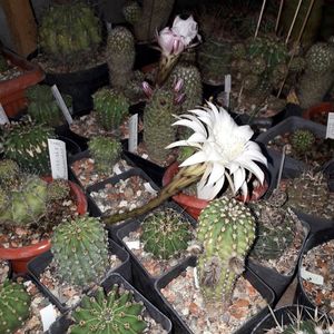 ; Echinopsis eyriesii

