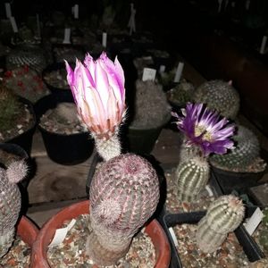 ; Echinocereus rigidisimus v. Rubrispinus
